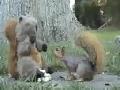 Kampfeichhörnchen