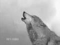 Wolf Song (Just call my name I'll be there)