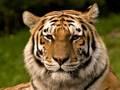 Save the Tiger Pledge- WildAid