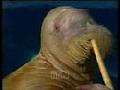 /de444e58b1-singing-beluga-whales-and-musical-walrus