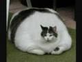 The poor life of Fat Cat