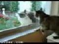 /24081ee69e-cats-fight-at-the-window