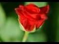 Ann Christy: De roos / Die Rose