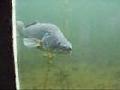 /18243bf8ed-angeln-24de-unterwasserbeobachtungsstation-wild-garten