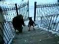 Dog walks upright to climb stairs