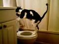My Cat Peeing in the Toilet!