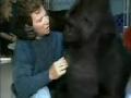Shatner Goes Ape Over Koko the Gorilla - 9/29/08