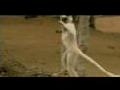 Techno dancing lemur