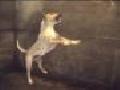 The Bull Terrier Ballet