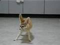 Fennec foxes play with each other