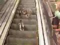 Enten auf der Rolltreppe