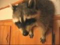 Raccoon Willie inside my kitchen!