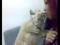 Smart cat tricks - Kiss or treat!