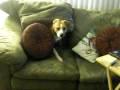 Hund in der Couch