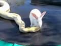 /0ccd10a2fc-snake-eating-a-rabbit-on-trampolinebetter-version