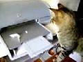 Katze vs. Drucker