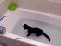 Crazy cat, loves water