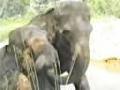 Yothy, Eine sehr traurig elefant