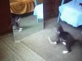 Katze macht vor Spiegel Breakdance
