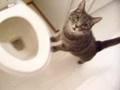 cat who likes to watch the toilet flush