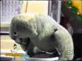Parrot Screams Like a Child