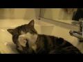 Cat Relaxes in Washbasin