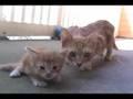 Katzenmama rettet ihr Baby