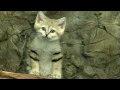 Sand Cat Kittens