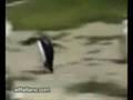 techno pinguin