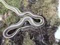 snake gives birth
