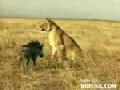 http://www.bofunk.com/video/9020/lion_vs_pig_never_give_up.html