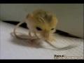 Pygmy Jerboa Mouse