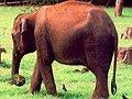 /071ef3cc21-elephant-at-chinnar-forest-kerala