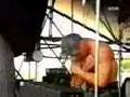 Du Riechst so Gut-Rammstein Live at Bizarre Festival 1996