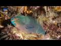 Great Barrier Reef - Das Paradies im Meer 2-2