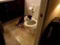 Katze hat Spaß mit der Toilettenspülung