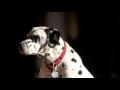 Budweiser Clydesdale commercial 2006 Super Bowl