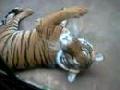 Zoo Prague - Funny Tiger