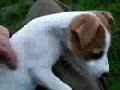 Parson Jack Russell puppy Venus at seven weeks old!