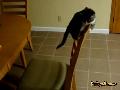 Adorable Kitten Cat-astrophe