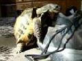geile schildkröte