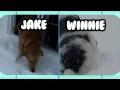 Animal Idol  - Snow Puppies