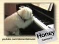 Plz Can Play Piano?