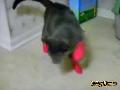 Katze hasst Socken