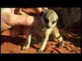 Adorable baby meerkats explore the African wild...