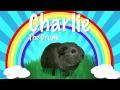 Charlie the Drunk Guinea Pig