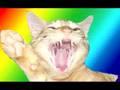 Singing Kitty