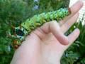 Ugly Caterpillar