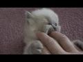 /338596e9f7-persian-kittens-wrestling