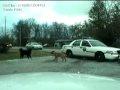 Bulldogge vs. Polizeiauto